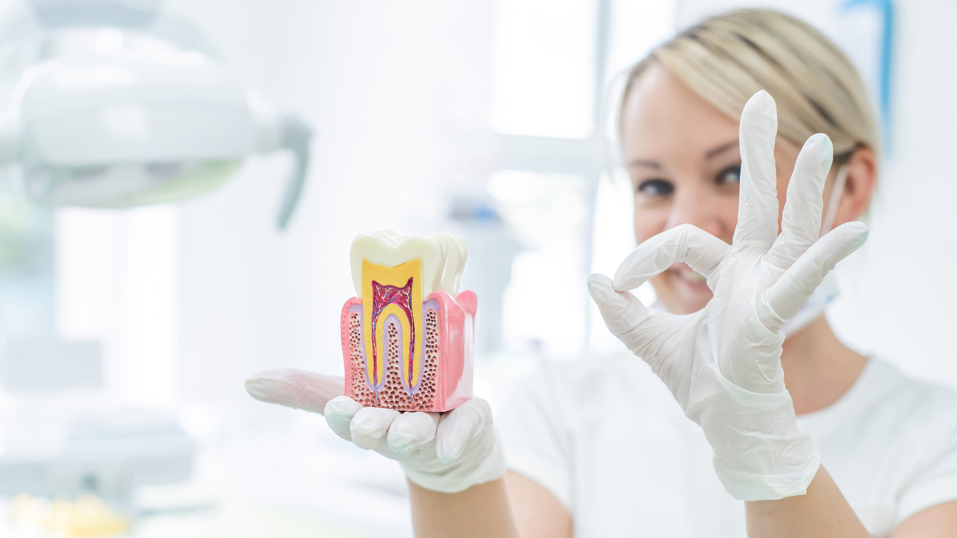 Dentist In Gulf Coast Tampa Florida Root Canal